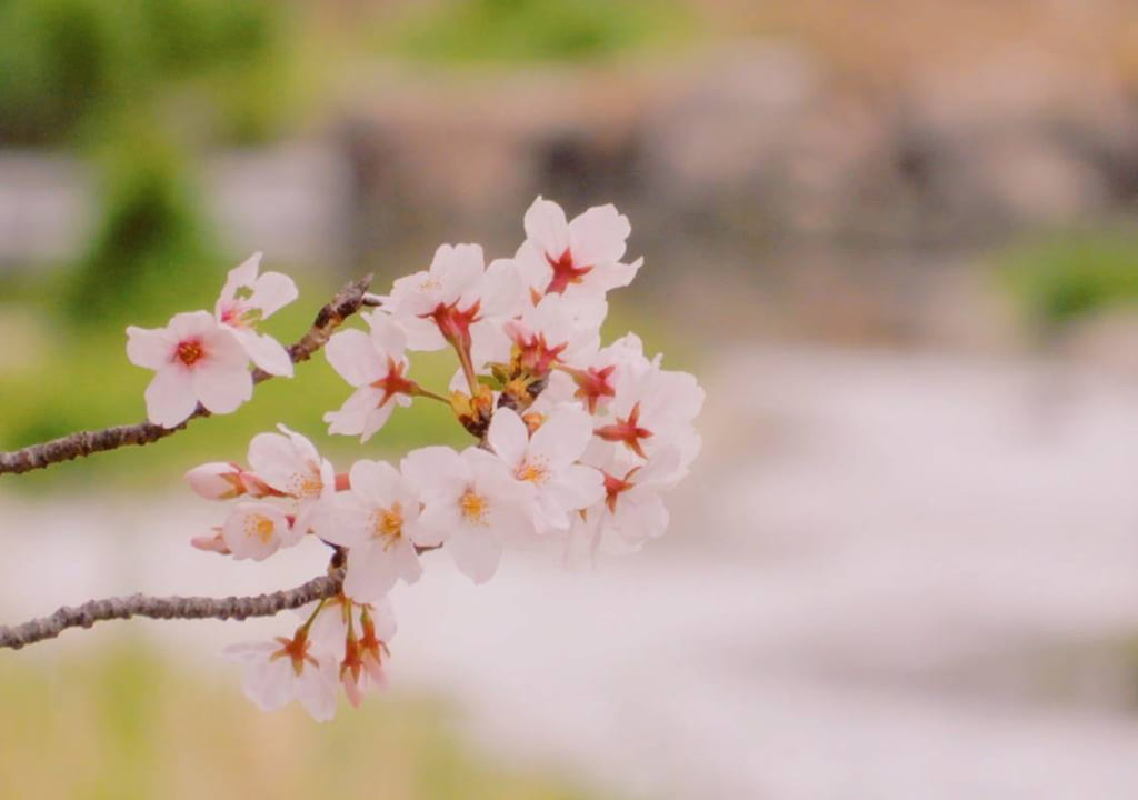 神戸市内の桜の写真