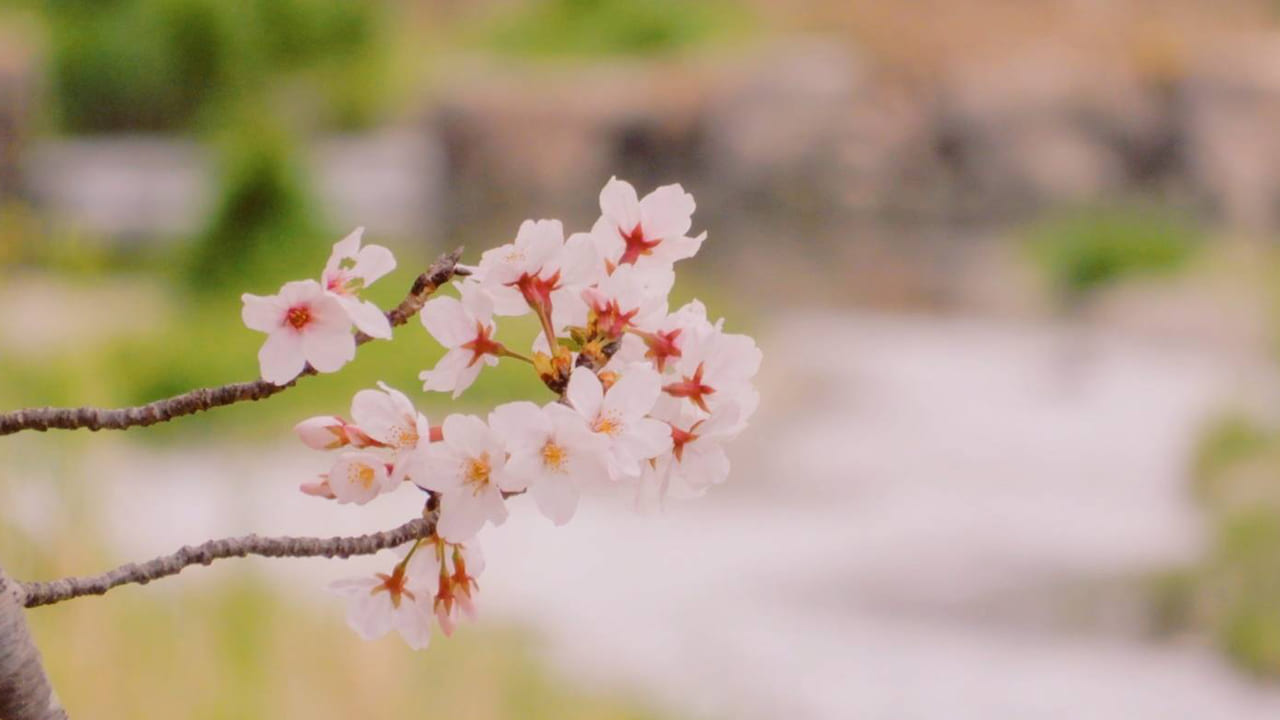 神戸市内の桜の写真