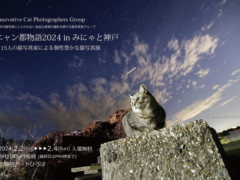 2024.1猫写真展のの画像1