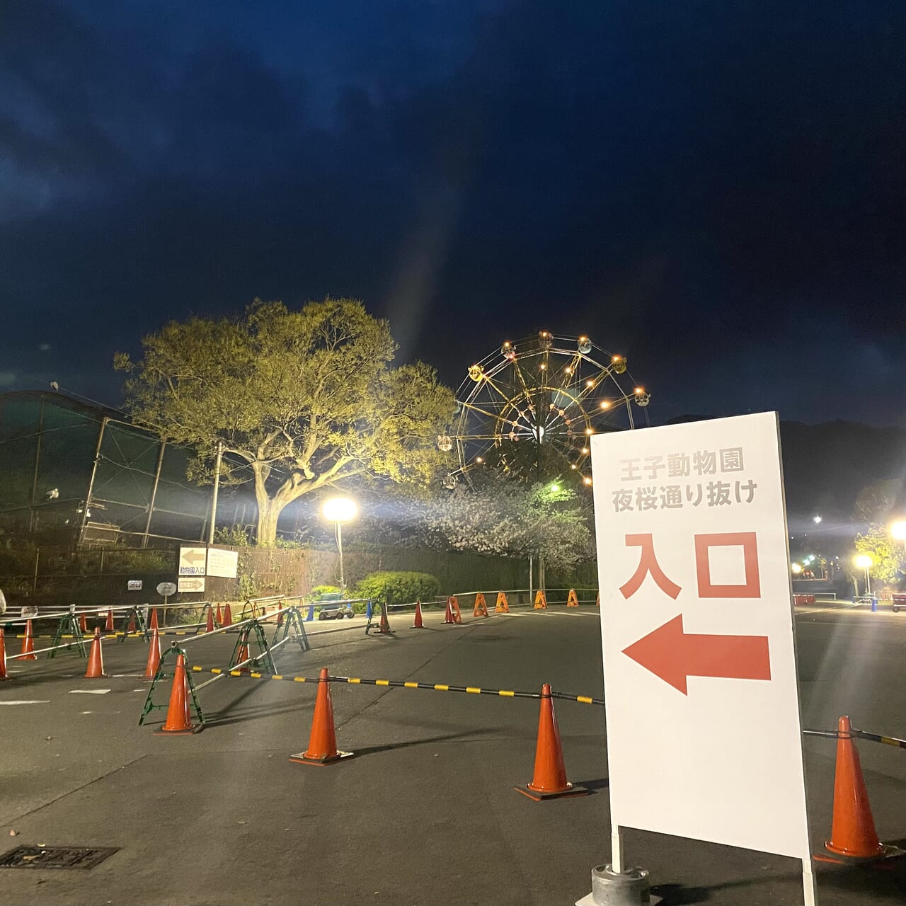 2024.4王子動物園夜桜1