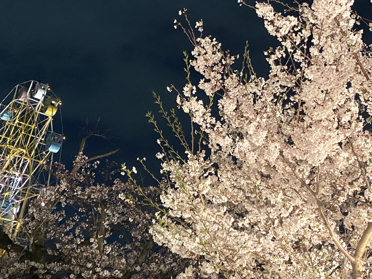 2024.4王子動物園夜桜5