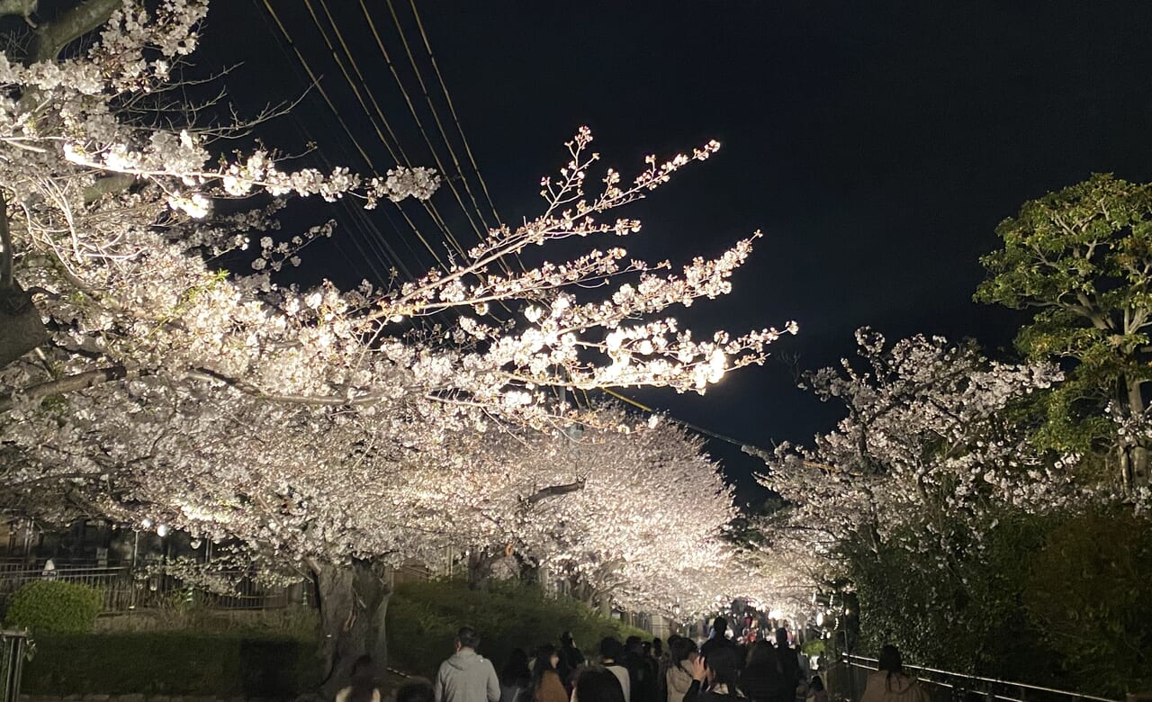 2024.4王子動物園夜桜7