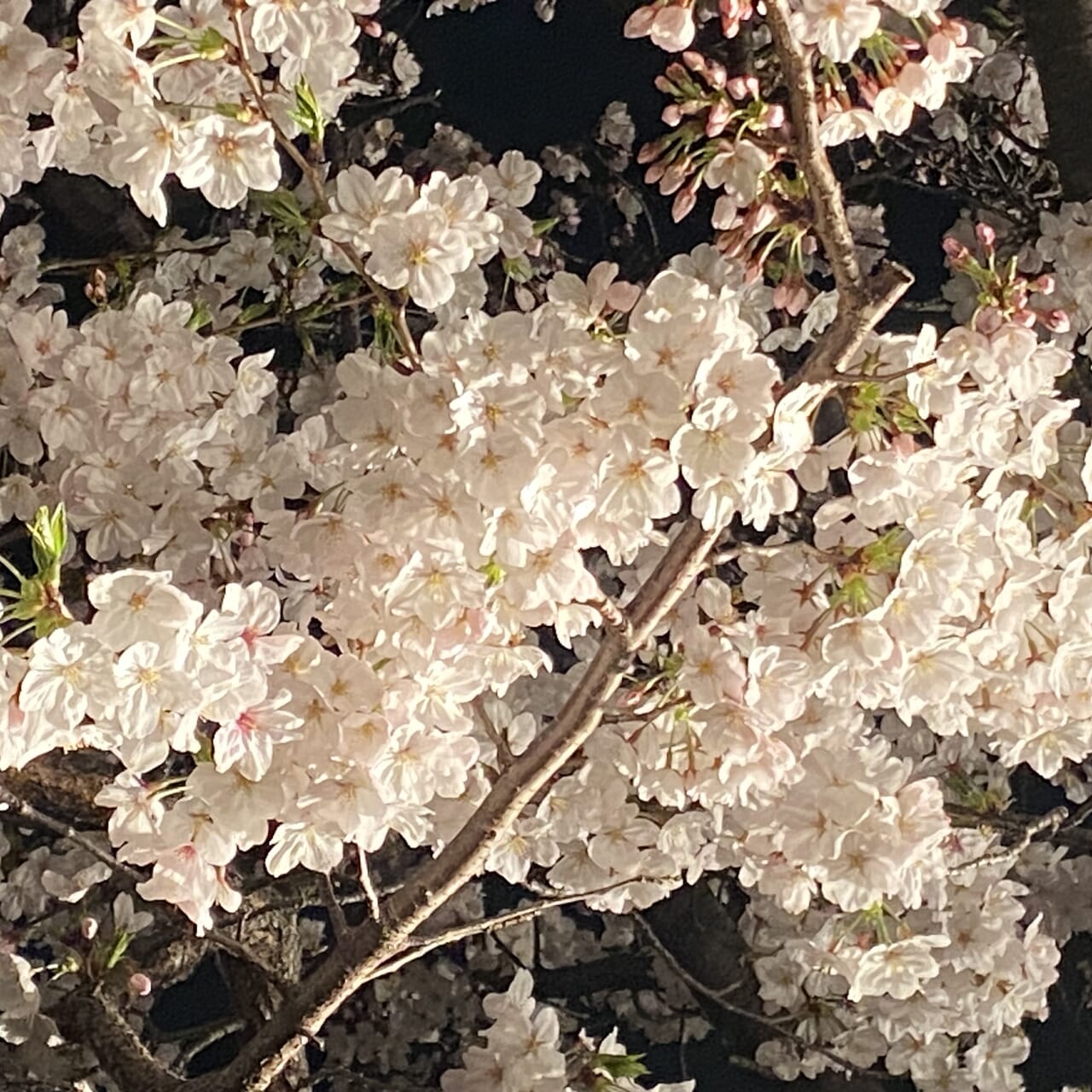 2024.4王子動物園夜桜10