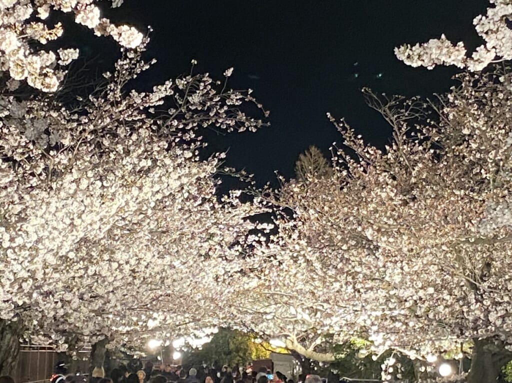 2024.4王子動物園夜桜15
