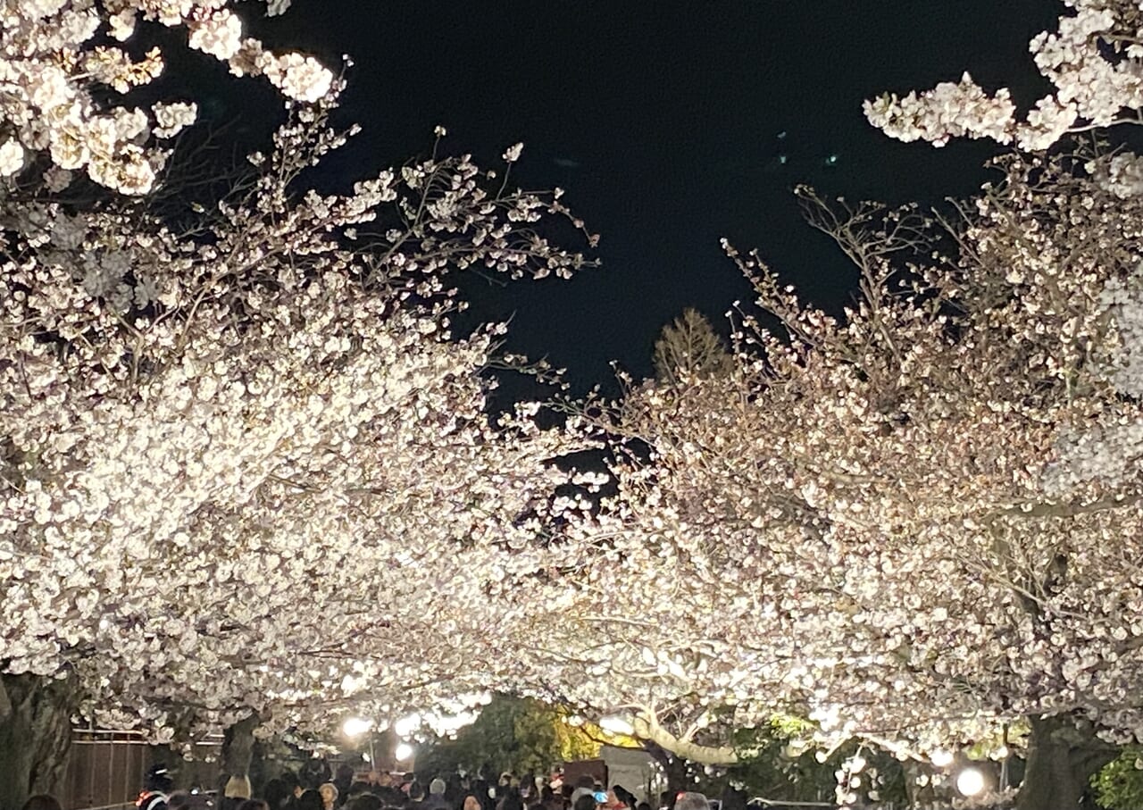 2024.4王子動物園夜桜15