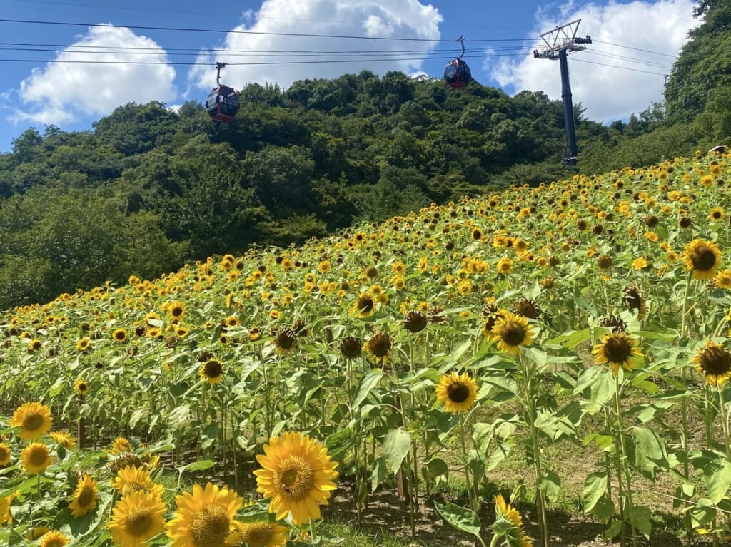 2024.8神戸布引ハーブ園24