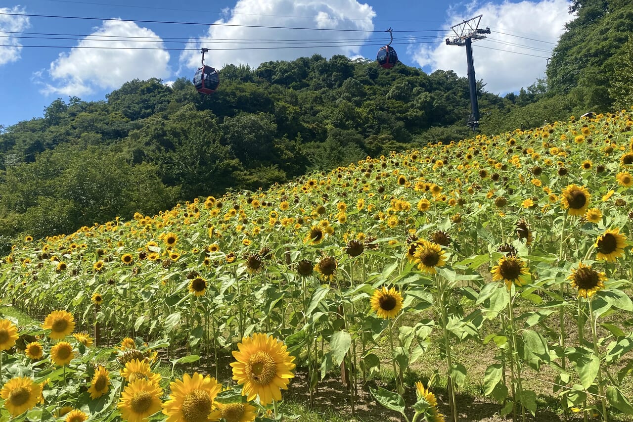 2024.8神戸布引ハーブ園24