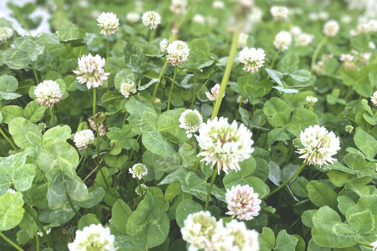 2025.10あらしのよるに4