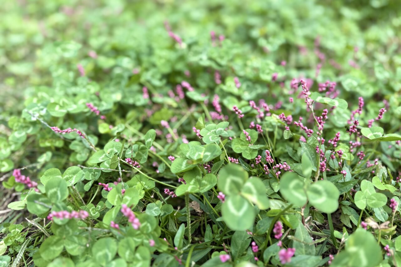 2025.11弓削牧場13