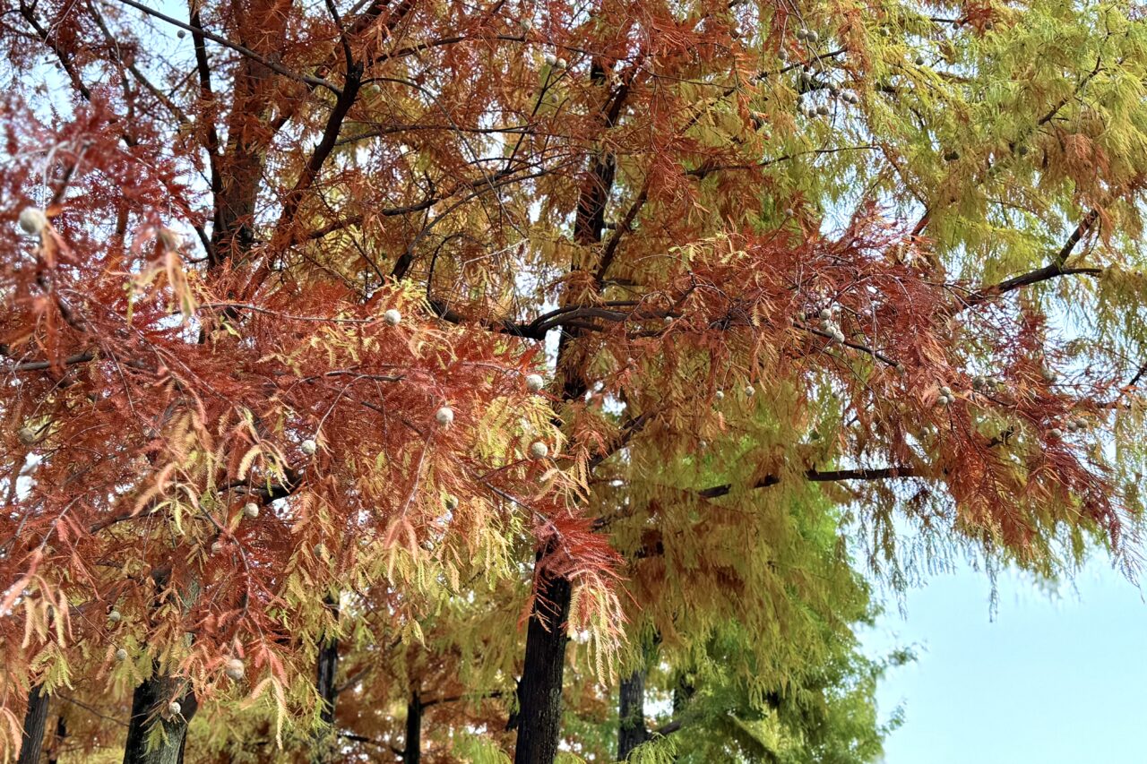 2025.11東遊園地紅葉2