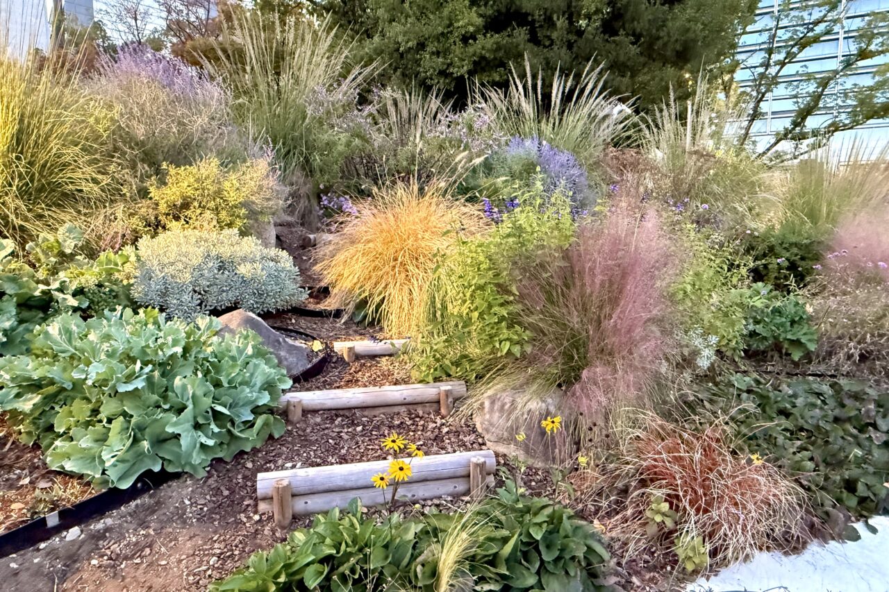 2025.11東遊園地紅葉3