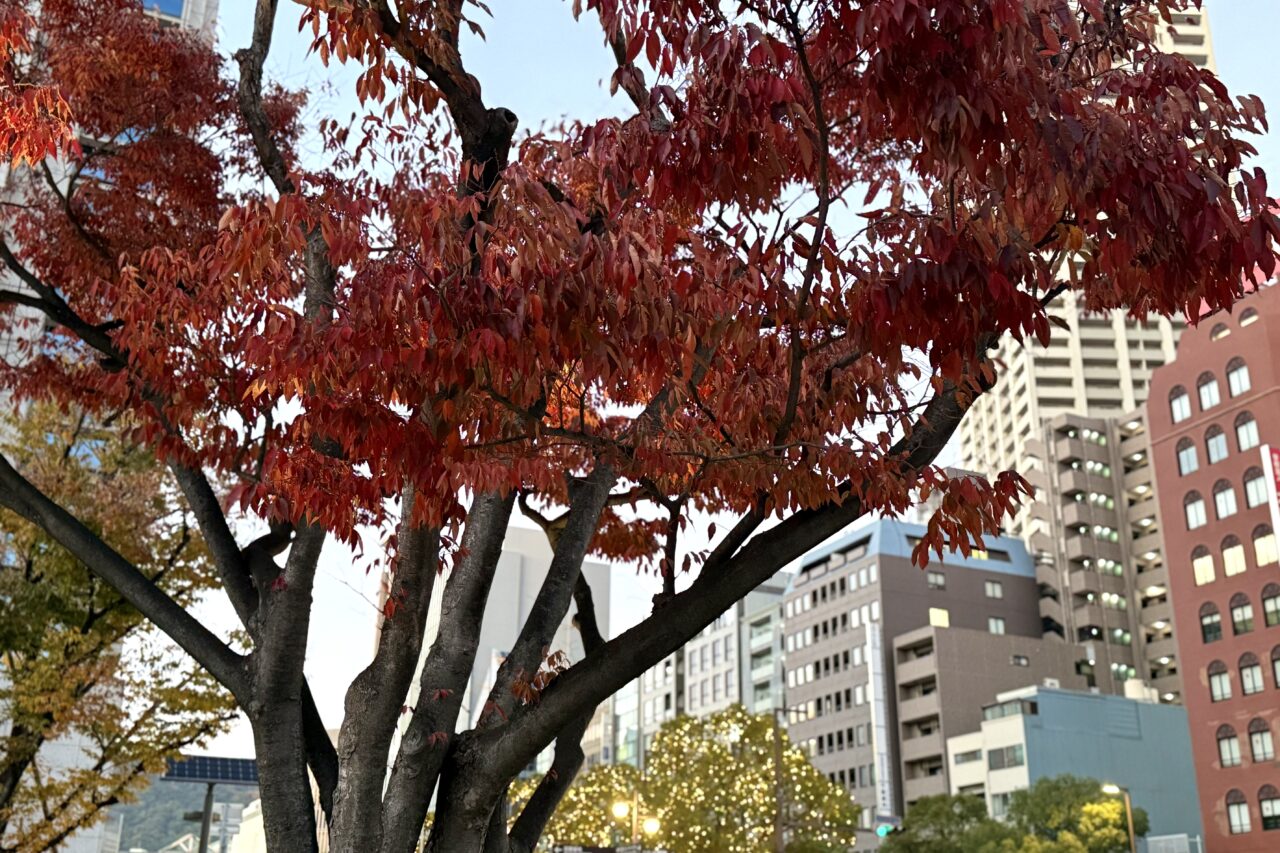 2025.11東遊園地紅葉4