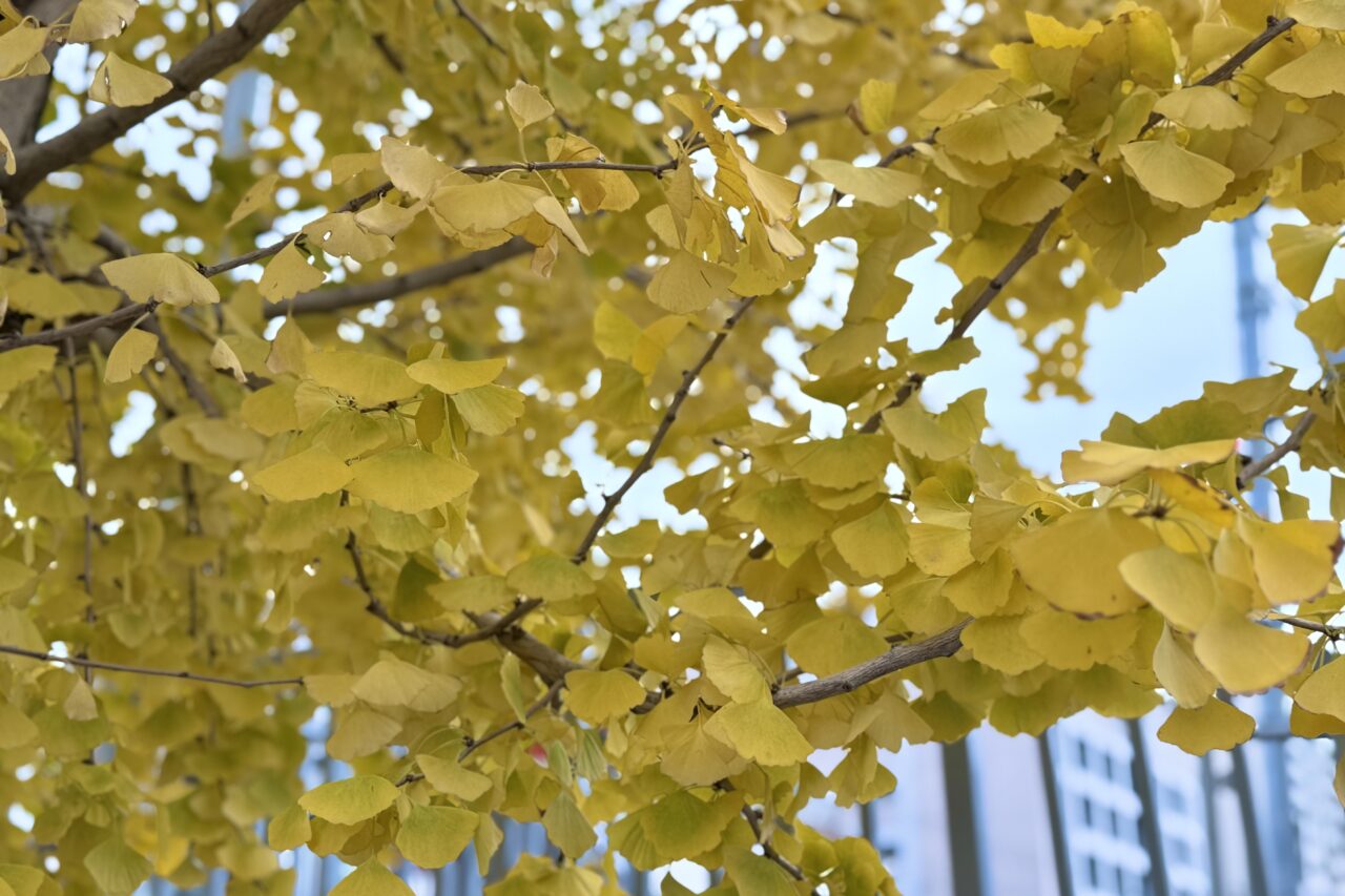 2025.11長田区イチョウ2