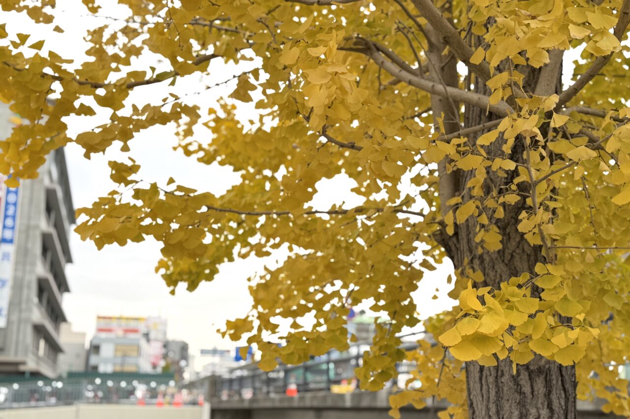 2025.11長田区イチョウ4