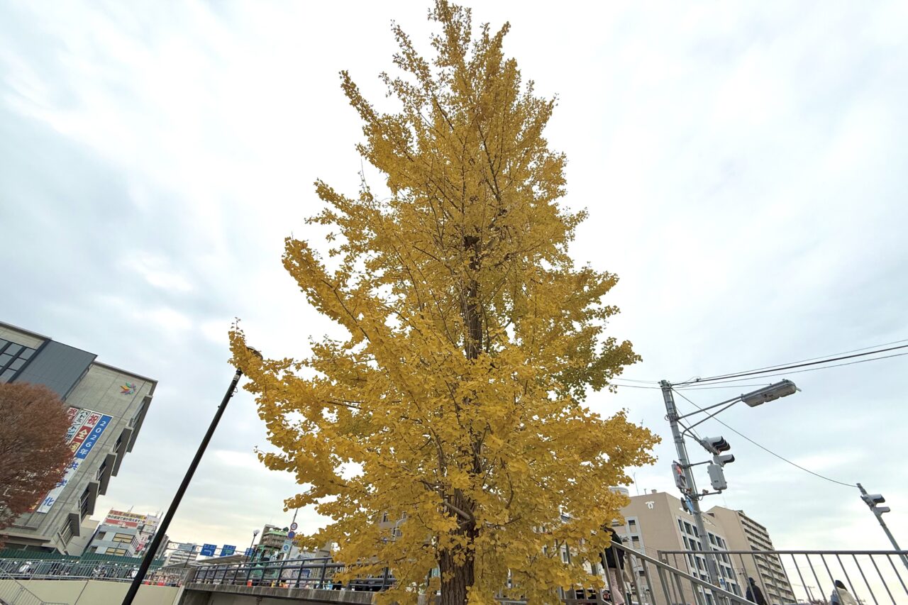 2025.11長田区イチョウ3
