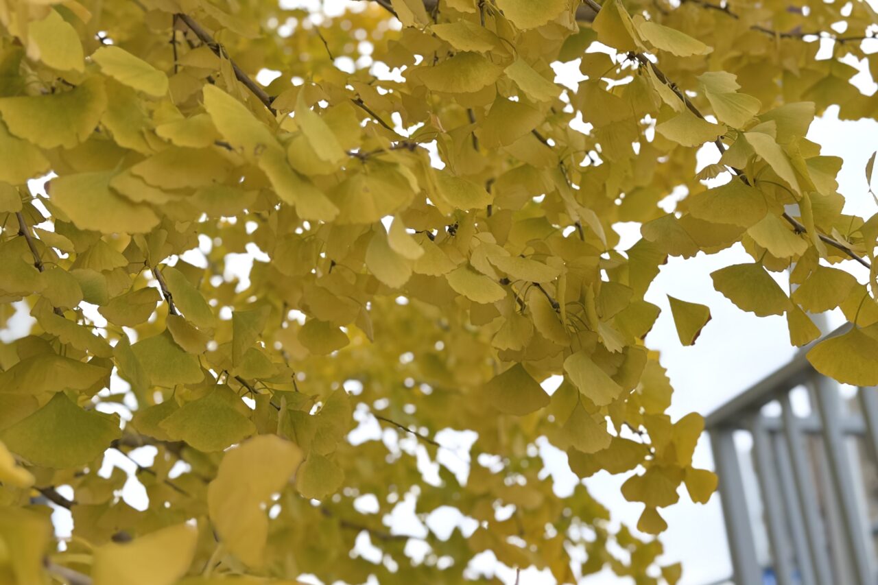 2025.11長田区イチョウ5