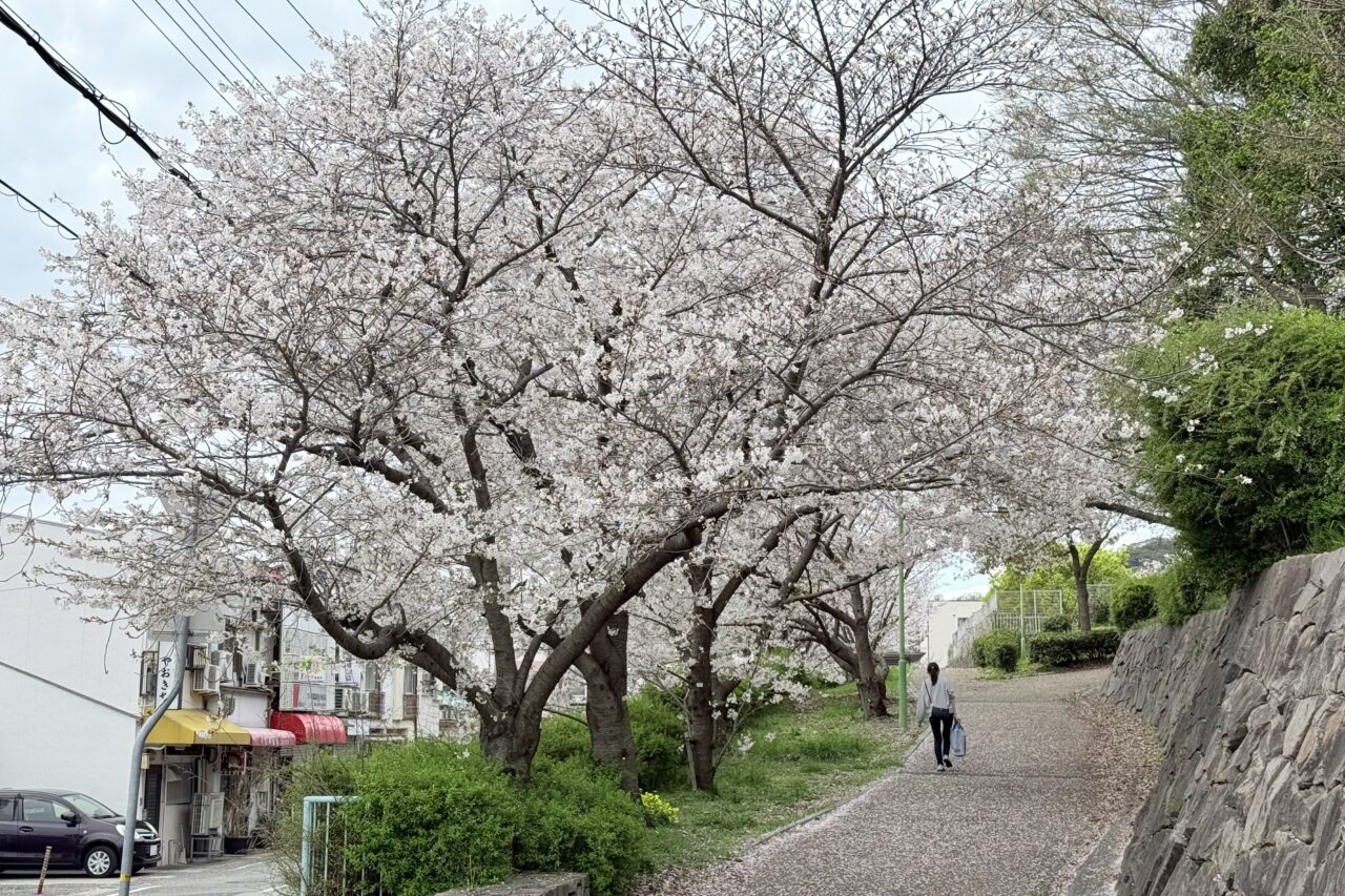 2026.4大丸山公園桜3