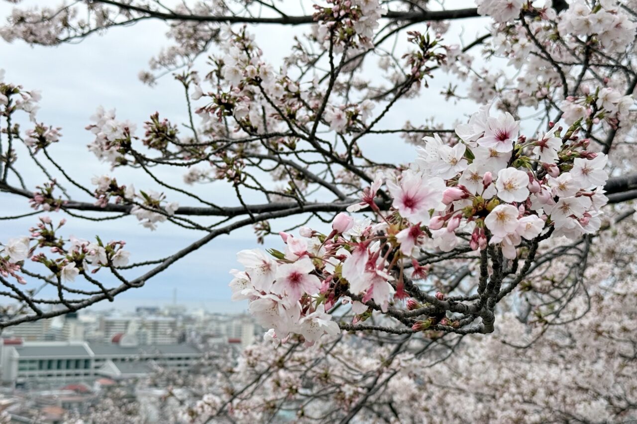 2026.4大丸山公園桜1