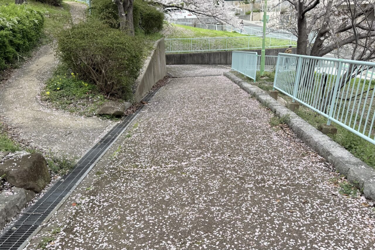 2026.4大丸山公園桜5