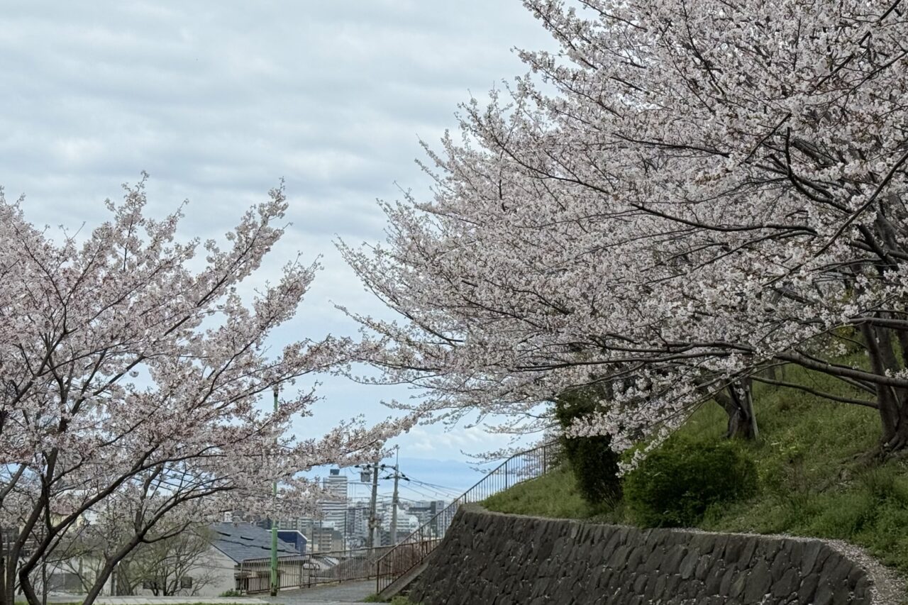 2026.4大丸山公園桜6