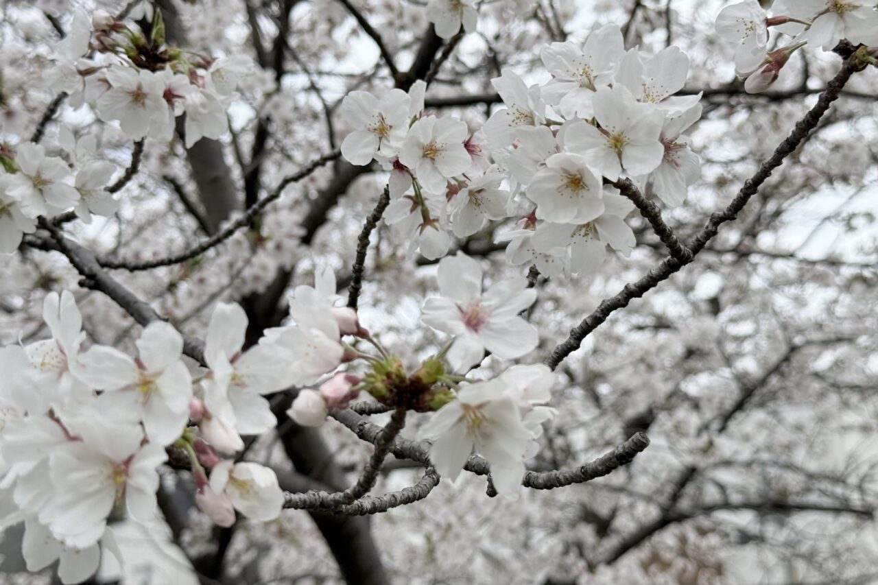 2026.4大丸山公園桜7
