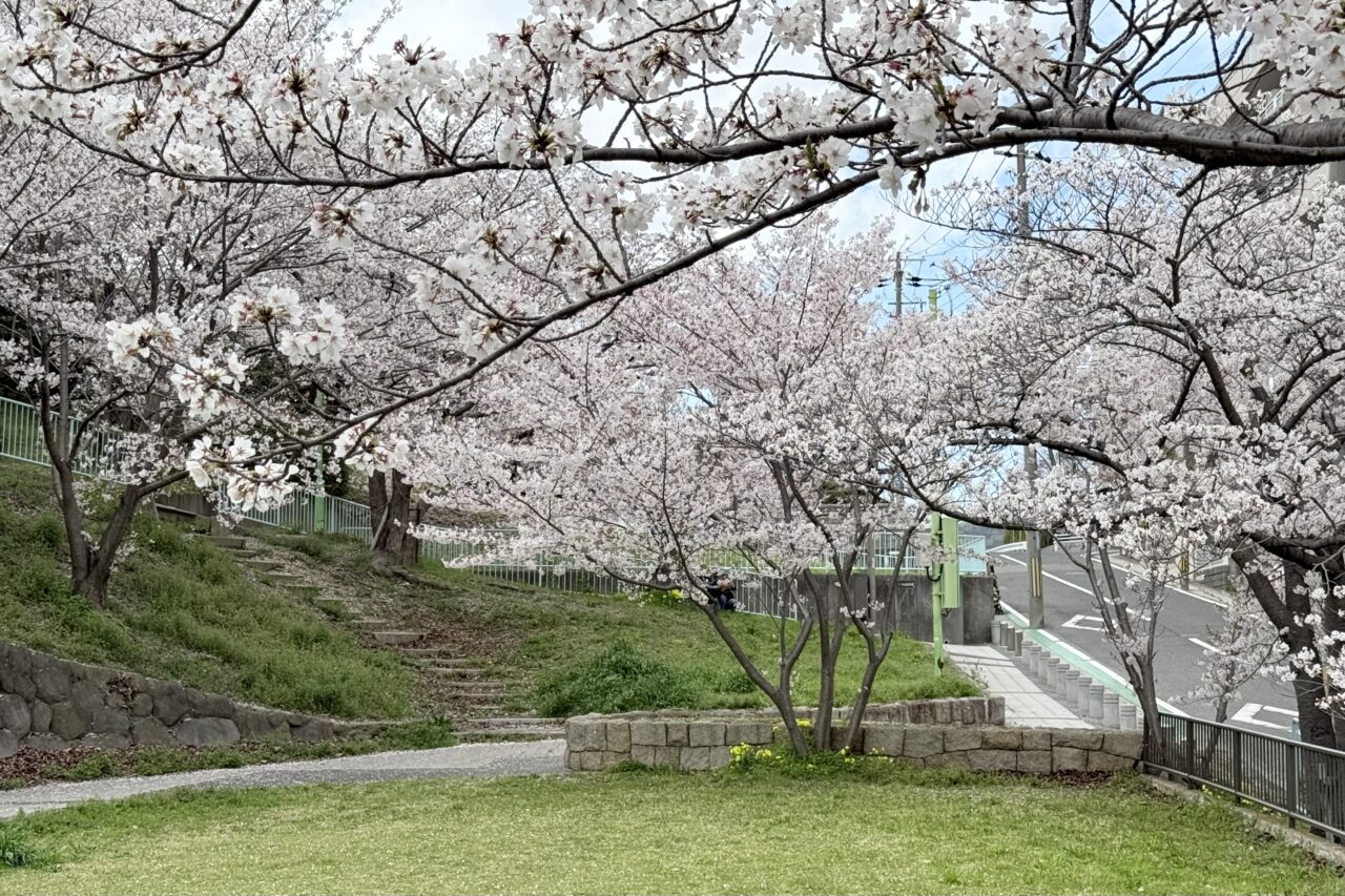 2026.4大丸山公園桜8