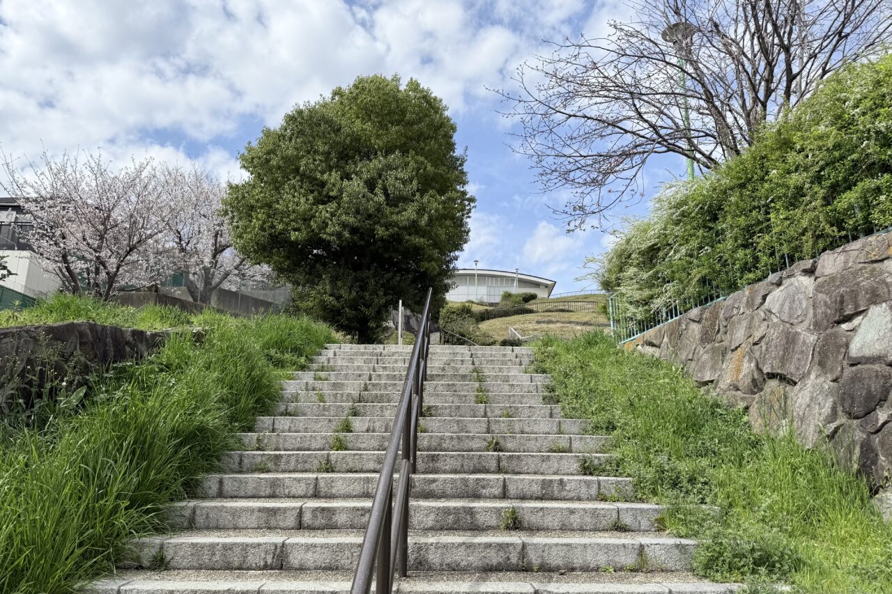 2026.4大丸山公園桜10
