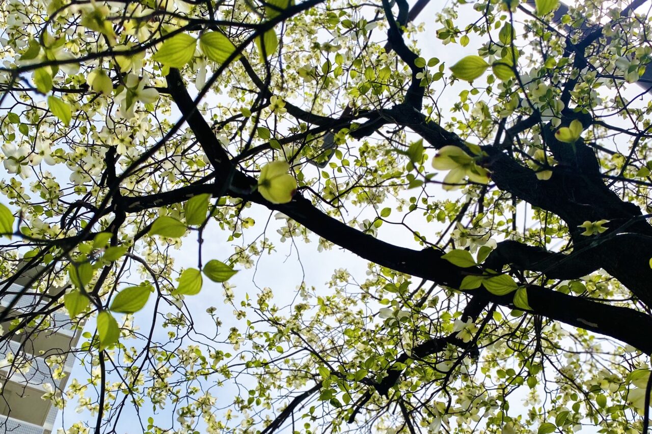 2026花水木まつり3