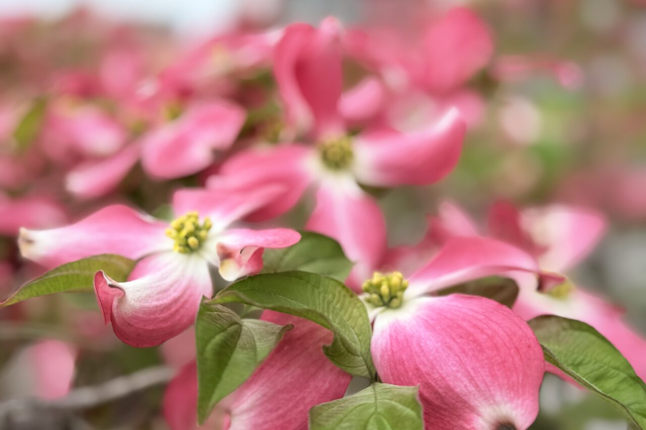 2026.4西代蓮池公園春6