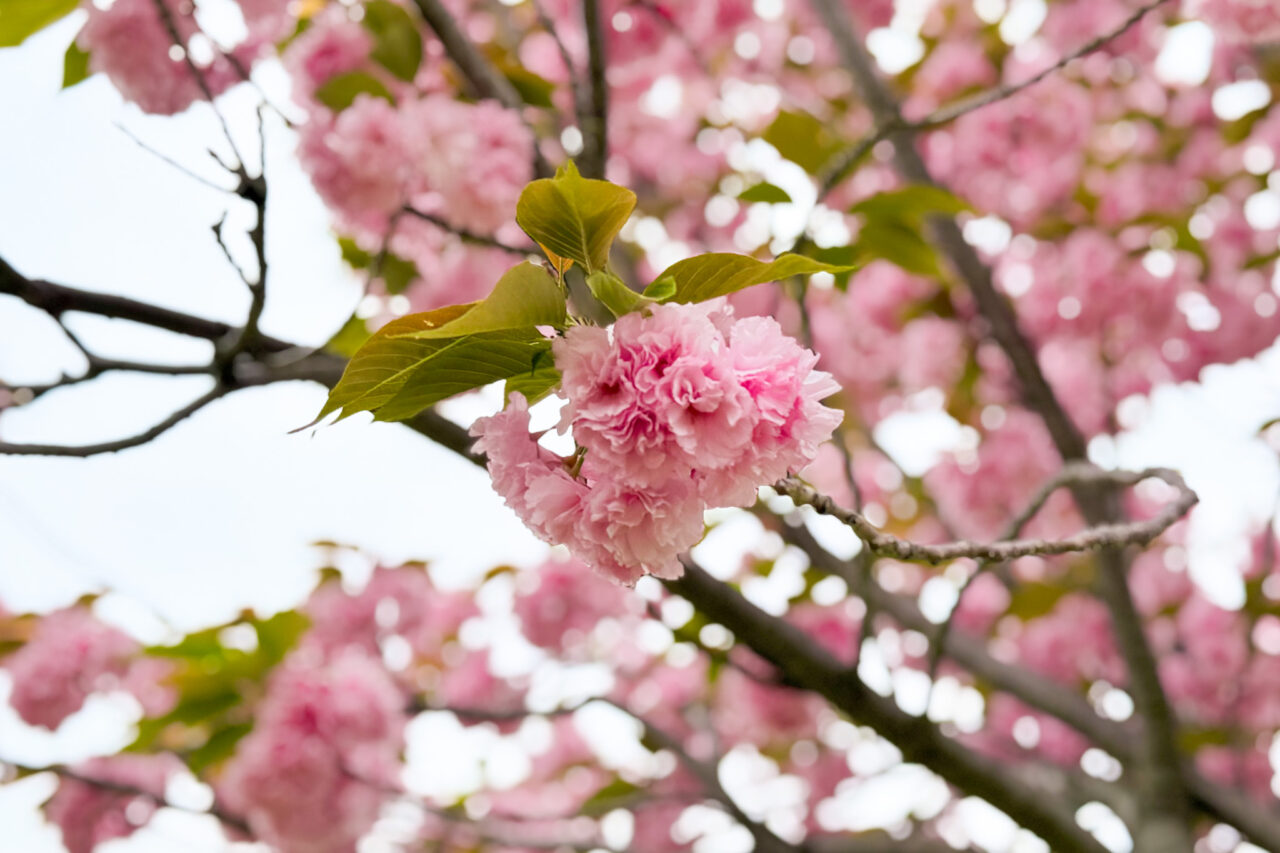2026.4西代蓮池公園春2