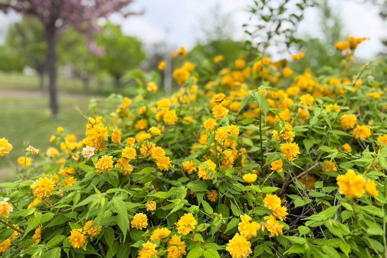 2026.4西代蓮池公園春3
