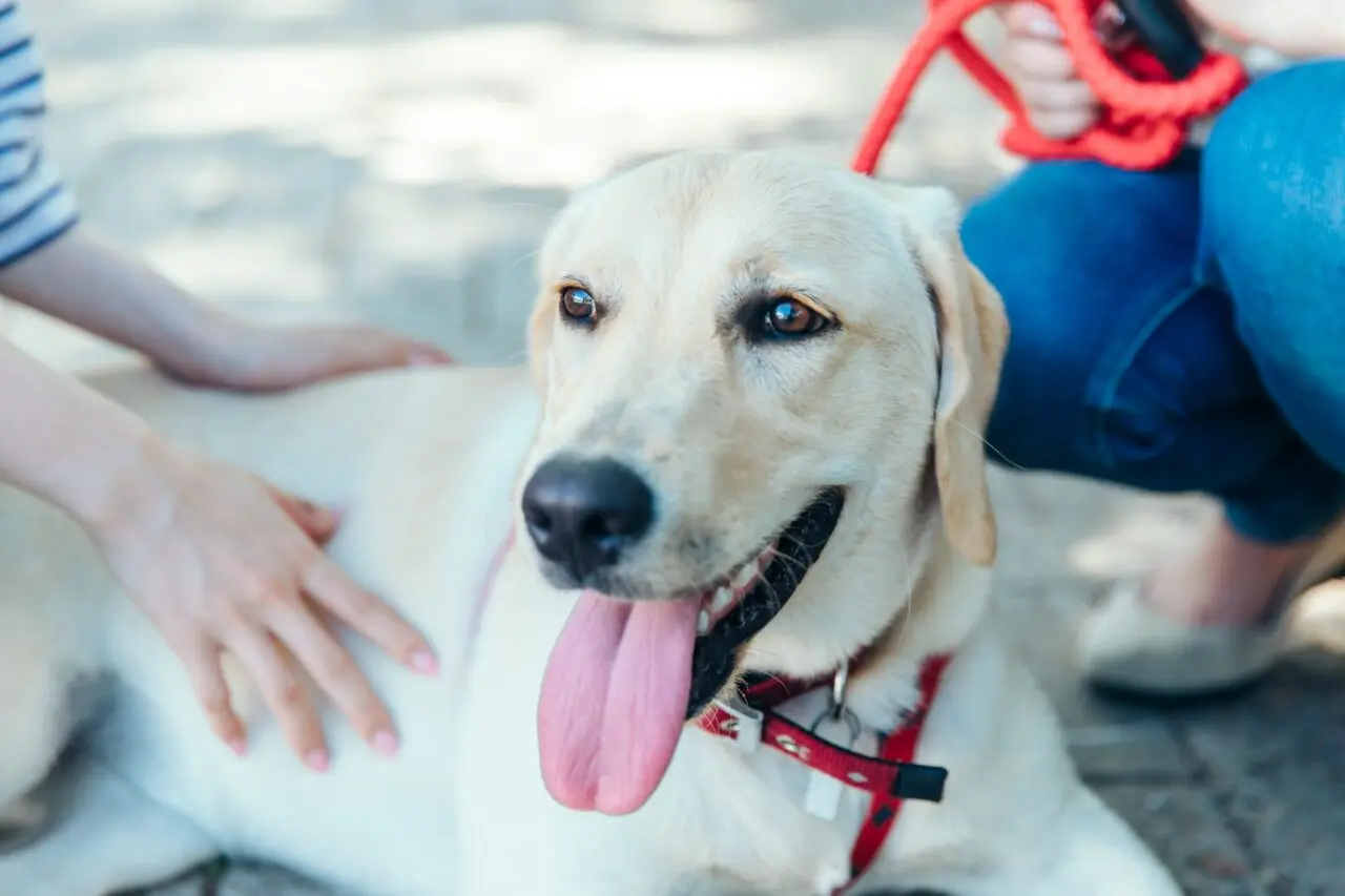 2026.4盲導犬イベント3