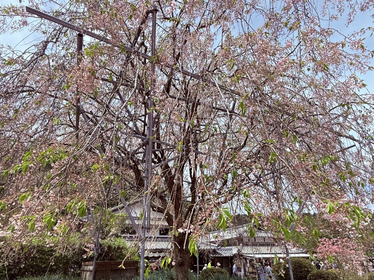 2026.4花のじゅうたん6