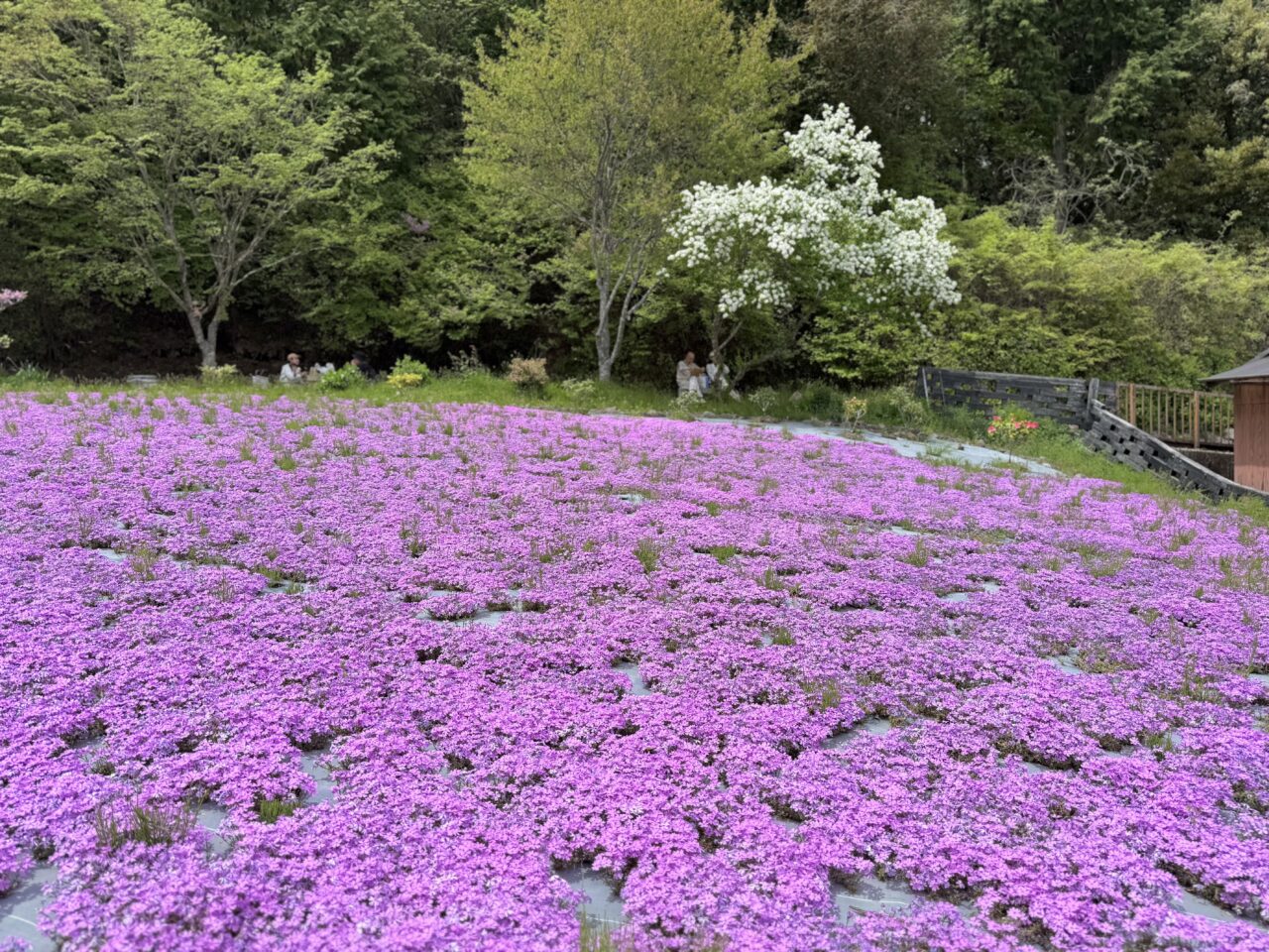 2026.4花のじゅうたん7