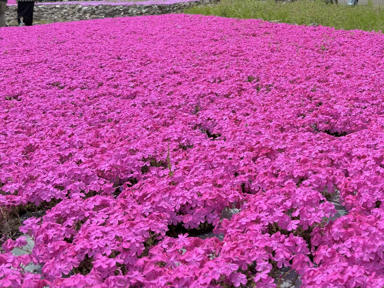 2026.4花のじゅうたん8