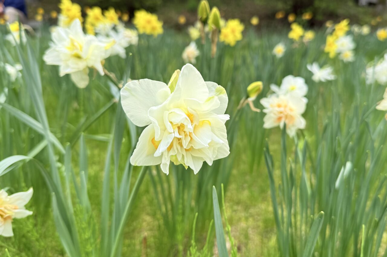 2026.4花のじゅうたん9