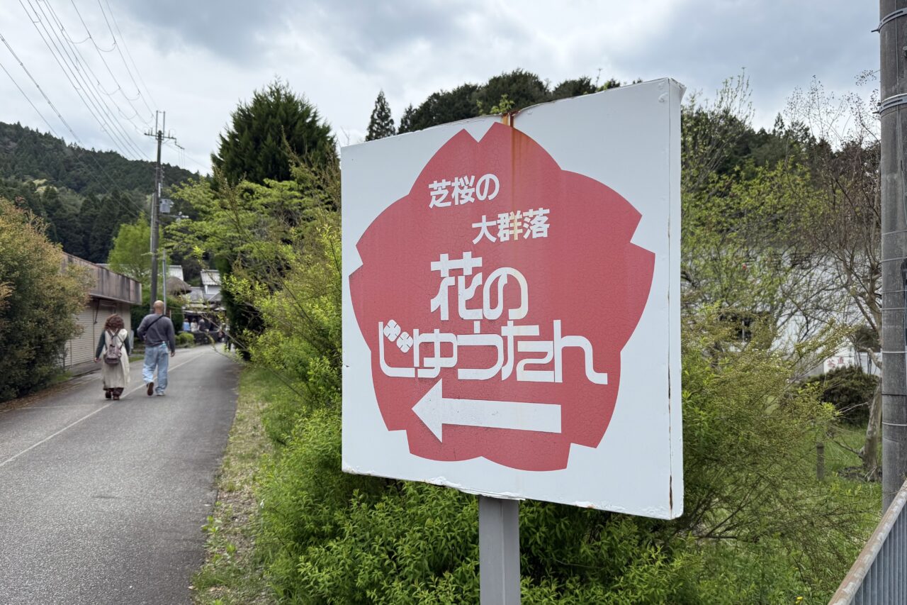 2026.4花のじゅうたん11