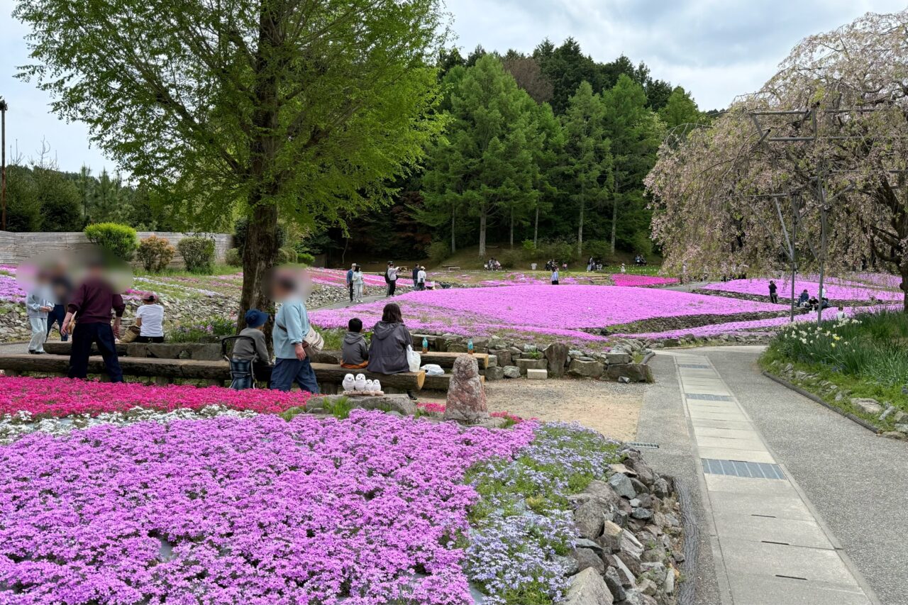 2026.4花のじゅうたん3