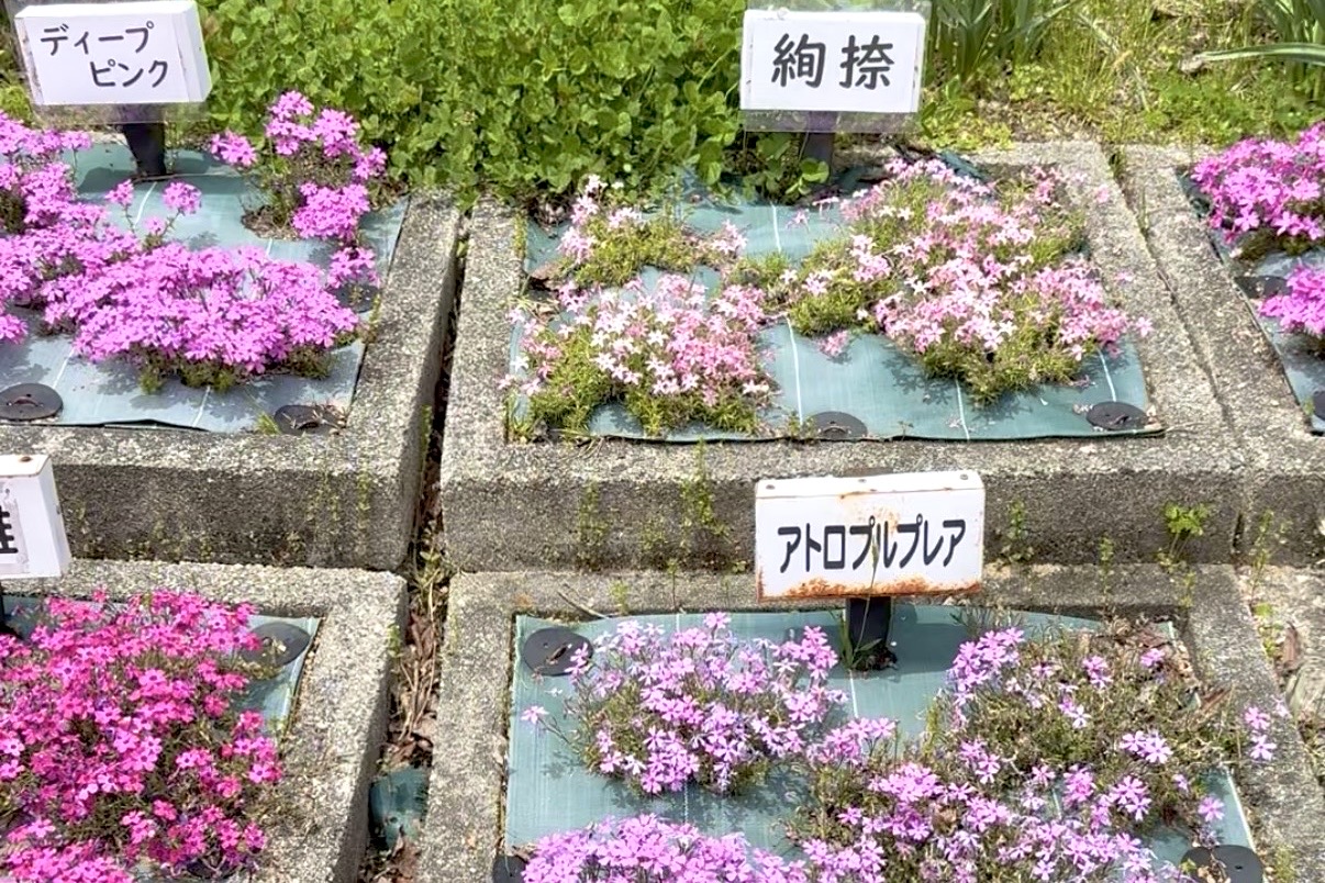 2026.4花のじゅうたん5