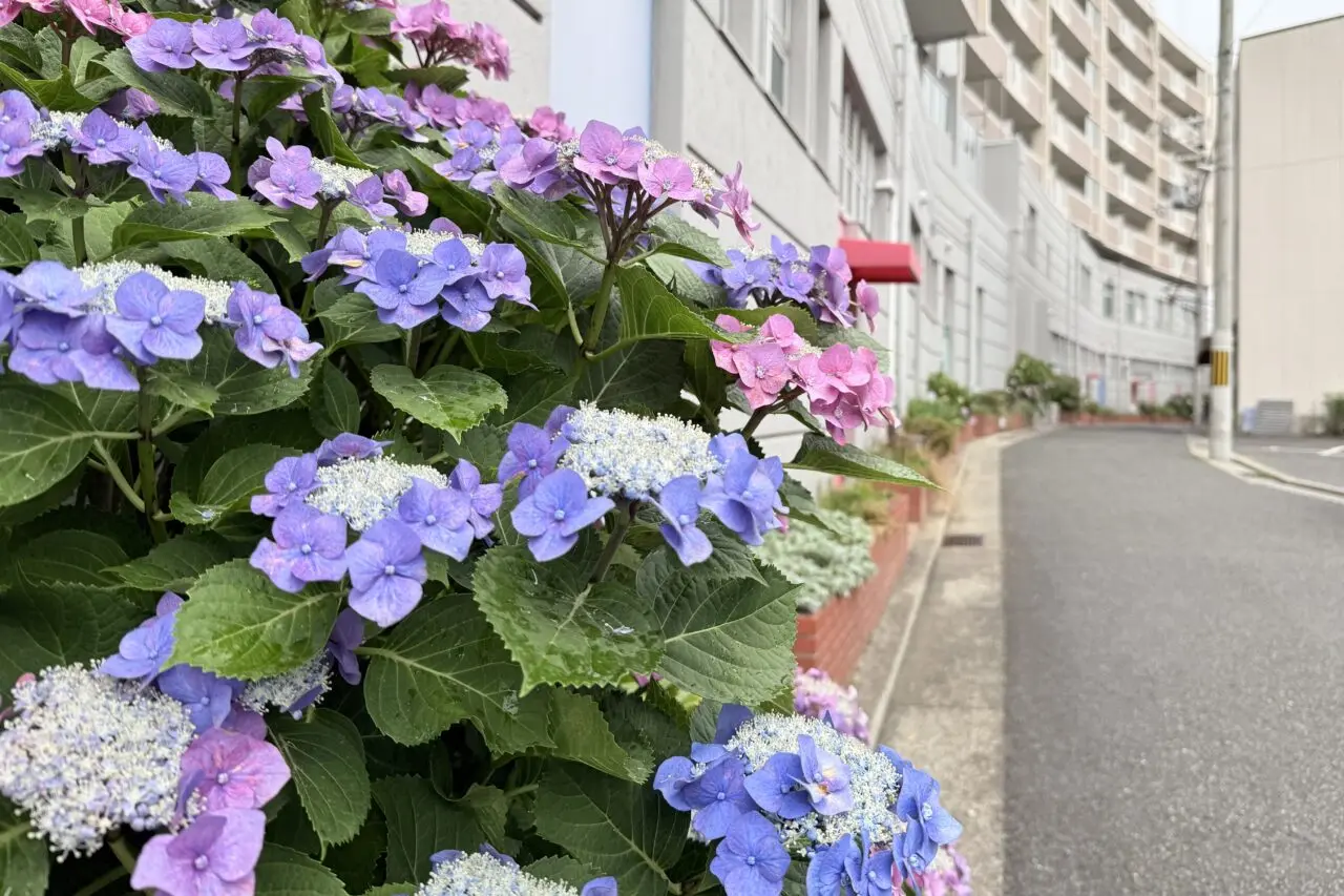 2026.6長田あじさい3